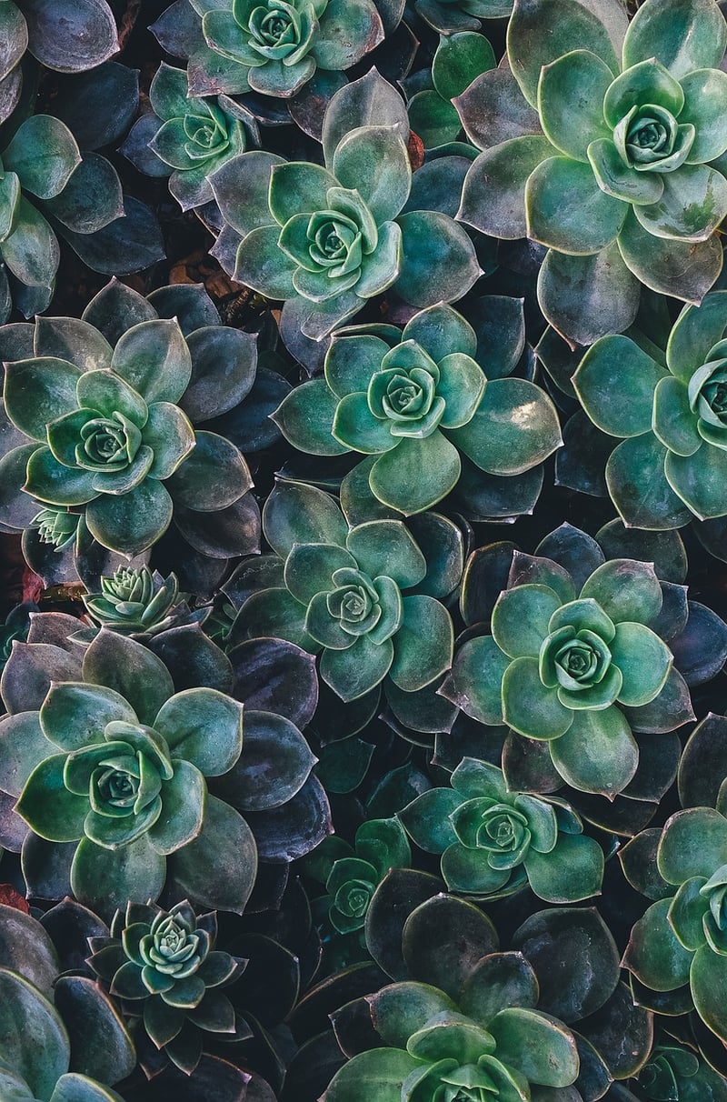 Succulent Sanctuary